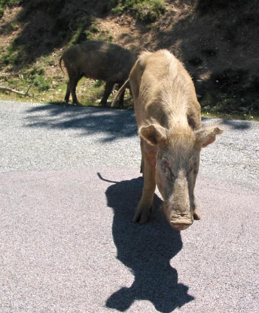 0069 Col de Vergio - rit.JPG
